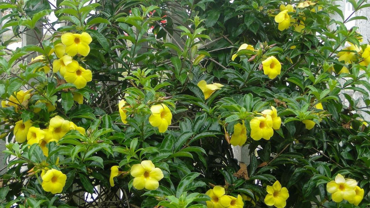 Tranquilidade A Alguns Passos Da Praia - Churrasqueira, Super Wi-Fi! 马蒂尼奥斯 外观 照片