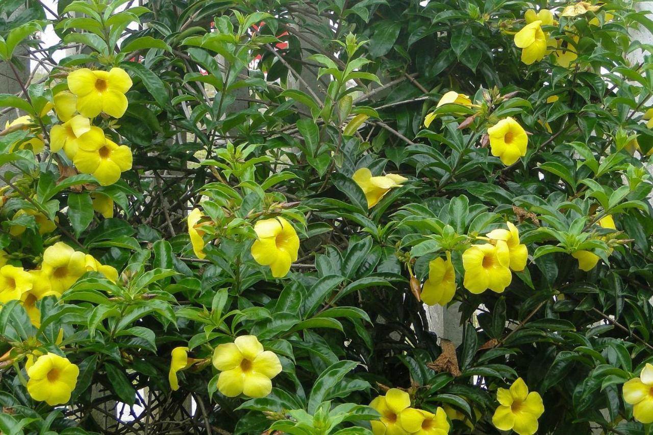 Tranquilidade A Alguns Passos Da Praia - Churrasqueira, Super Wi-Fi! 马蒂尼奥斯 外观 照片